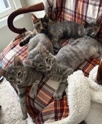 Jellybean Sweet - Photo 3