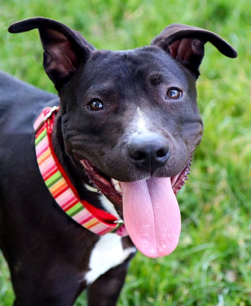 SABRINA - Labrador Retriever / American Pit Bull Terrier for adoption in Overland Park