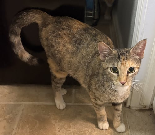 CALECO - Domestic Short Hair available for adoption