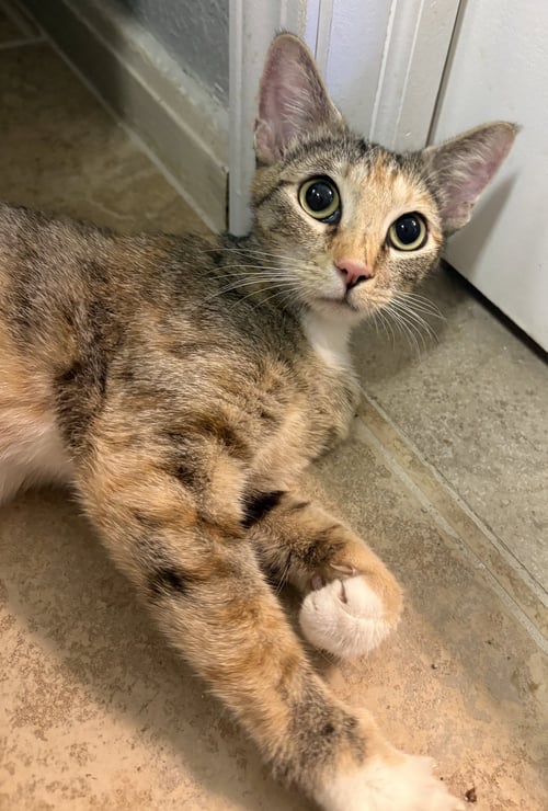 CALECO - Domestic Short Hair available for adoption