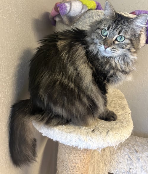 STORMY - Domestic Long Hair for adoption in Overland Park