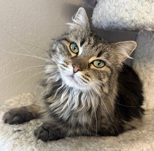 STORMY - Domestic Long Hair available for adoption