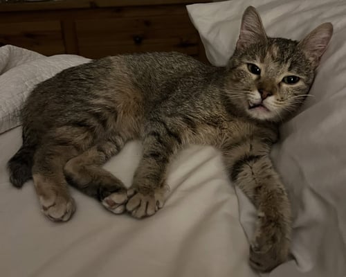 TULLY - Domestic Short Hair for adoption in Independence