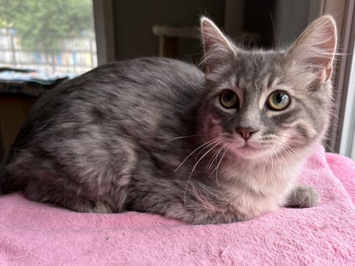 KNOX - Domestic Medium Hair for adoption in Overland Park