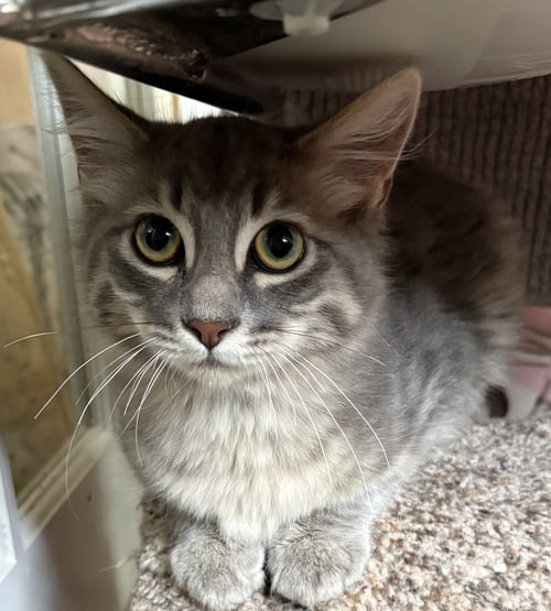 KNOX - Domestic Medium Hair available for adoption