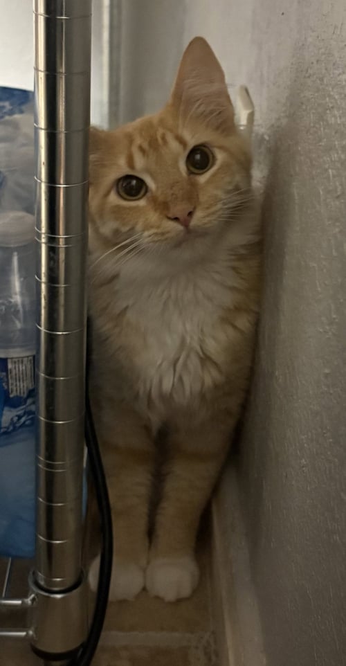 KARLA - Domestic Medium Hair available for adoption