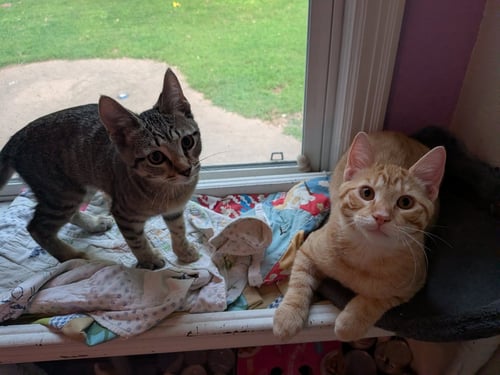 MEMPHIS DEPAY - Domestic Short Hair available for adoption