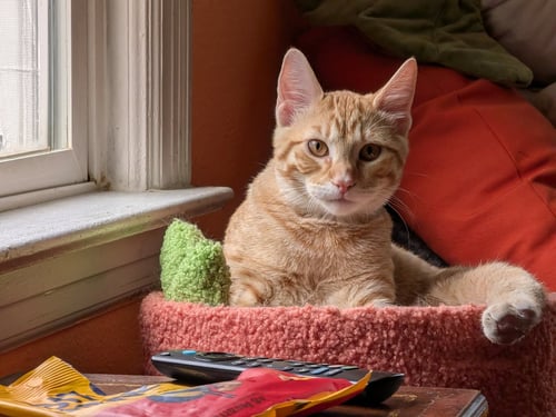 MEMPHIS DEPAY - Domestic Short Hair available for adoption