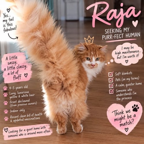 RAJA** CL - Domestic Long Hair available for adoption
