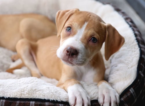 DENALI - Labrador Retriever / Boxer available for adoption