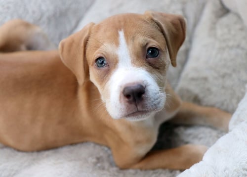 DENALI - Labrador Retriever / Boxer available for adoption