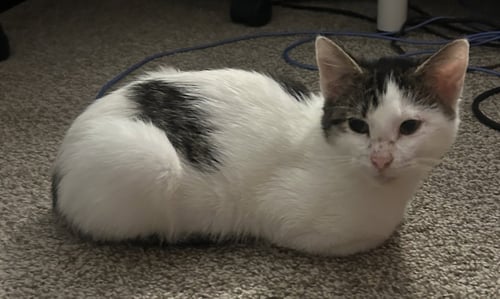 MUFFERS - Domestic Short Hair available for adoption