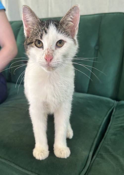 MUFFERS - Domestic Short Hair available for adoption