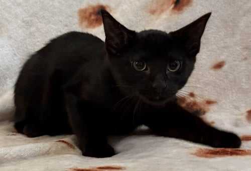 CASPER - Domestic Short Hair available for adoption