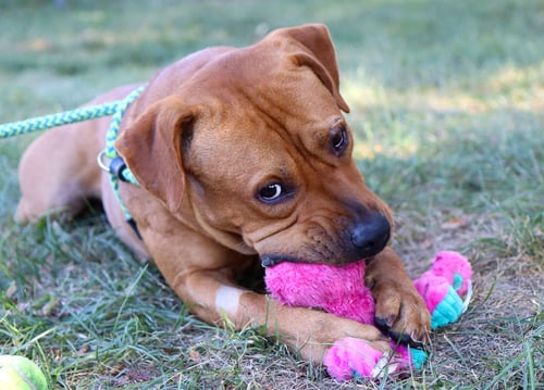 ATTICUS - Labrador Retriever / American Staffordshire Terrier available for adoption