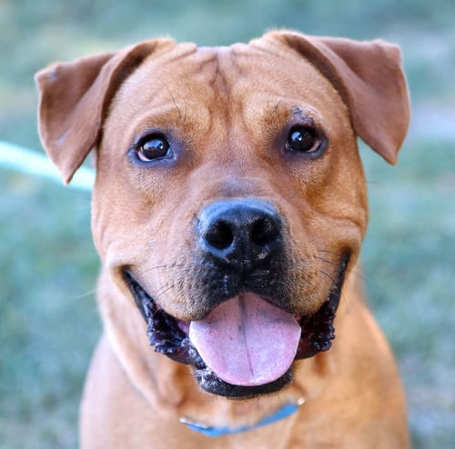 ATTICUS - Labrador Retriever / American Staffordshire Terrier available for adoption