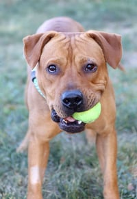 Atticus - Photo 4