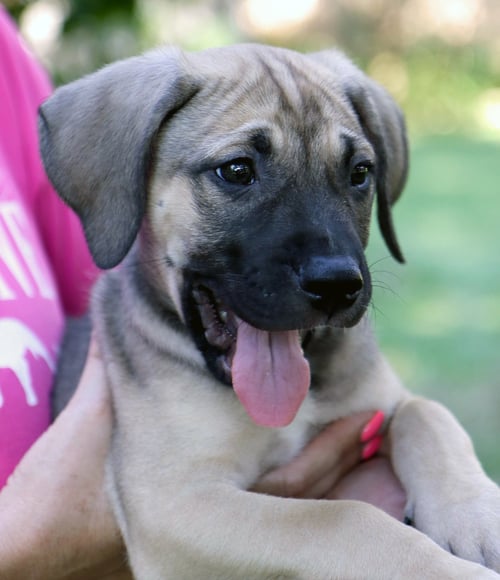 BARRY KRIPKE - Australian Shepherd / Labrador Retriever available for adoption