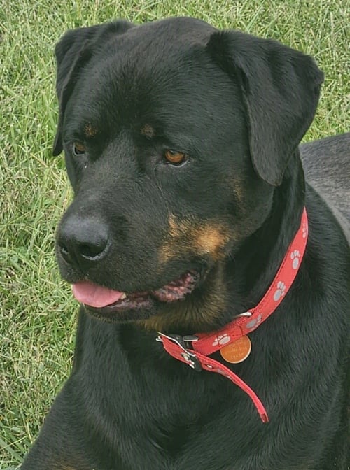 DUNCAN *CL - Rottweiler available for adoption