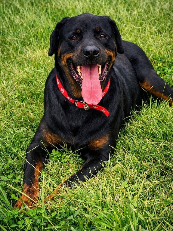 Duncan *CL Image
