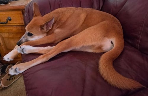 YOTI - Red Heeler / Shepherd available for adoption