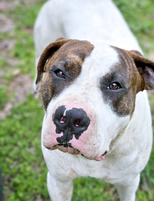 DOS - American Bulldog available for adoption