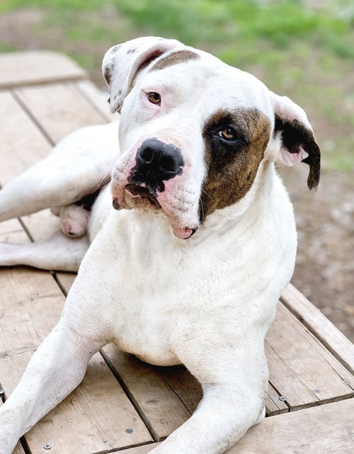UNO - American Bulldog available for adoption