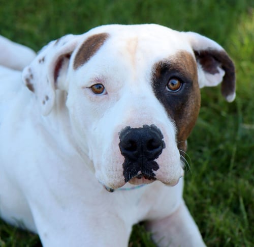 UNO - American Bulldog for adoption in Overland Park