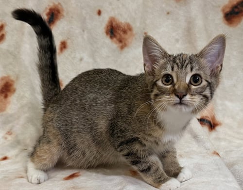 DELILAH SEIBOLD - Domestic Short Hair available for adoption