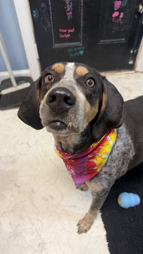 KATE *CL* - Bluetick Coonhound available for adoption
