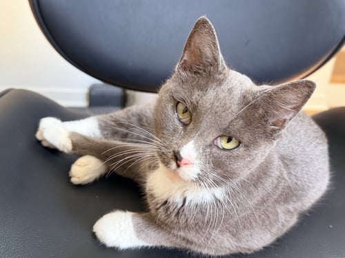 LOVIE - Domestic Short Hair for adoption in Overland Park