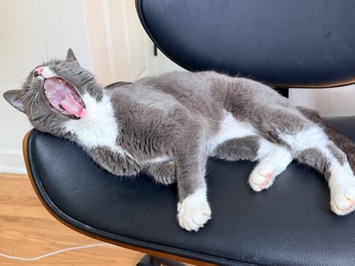 LOVIE - Domestic Short Hair available for adoption