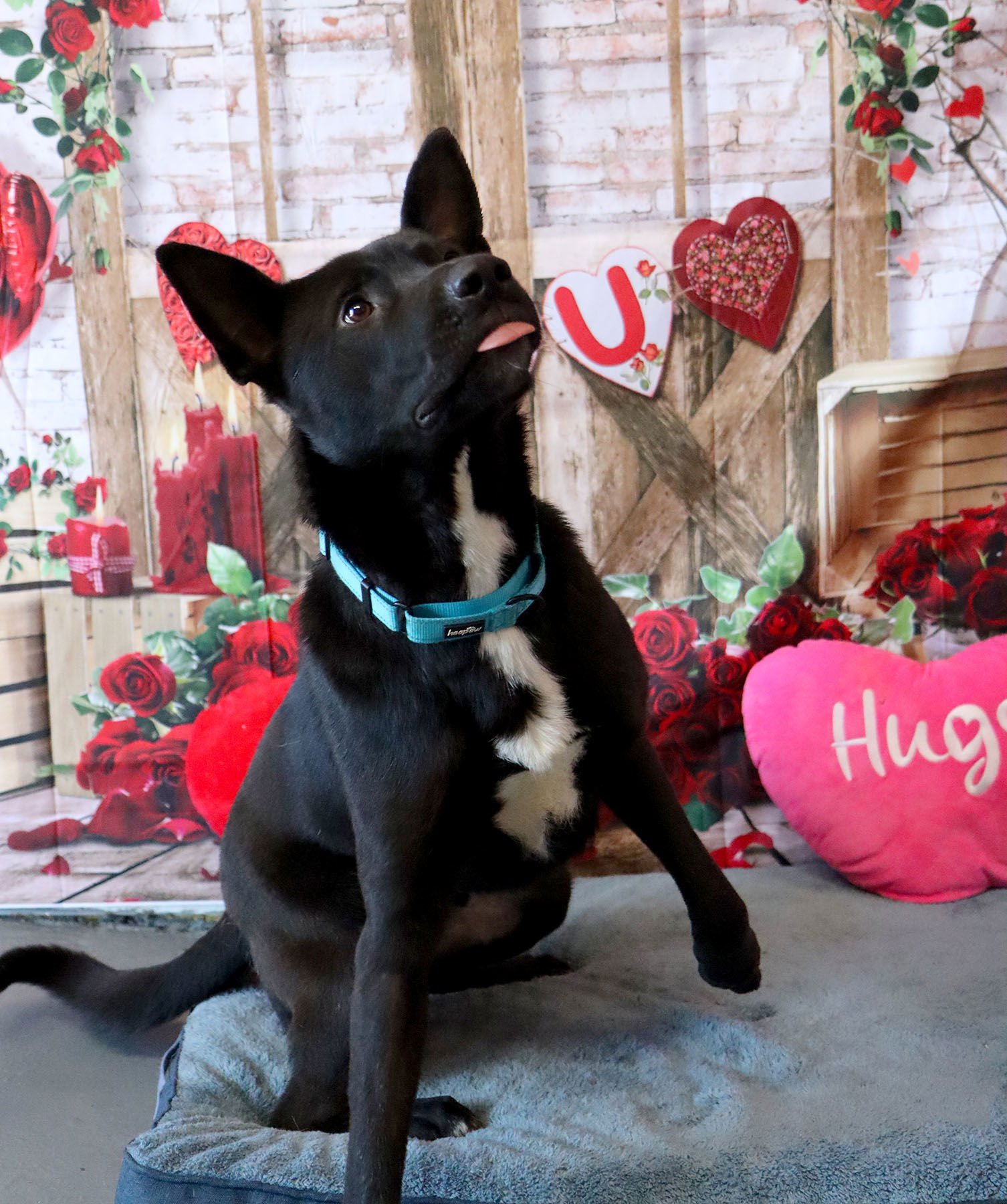 TREJO - Shepherd available for adoption