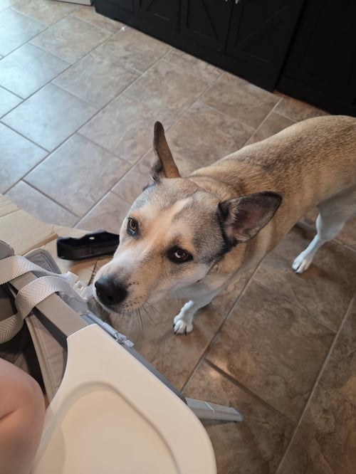 SABRE *CL - Husky / American Staffordshire Terrier available for adoption
