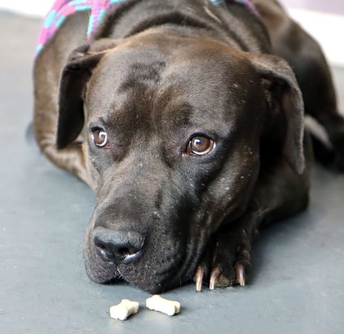 DARIUS - Labrador Retriever available for adoption