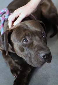 Darius - Photo 3