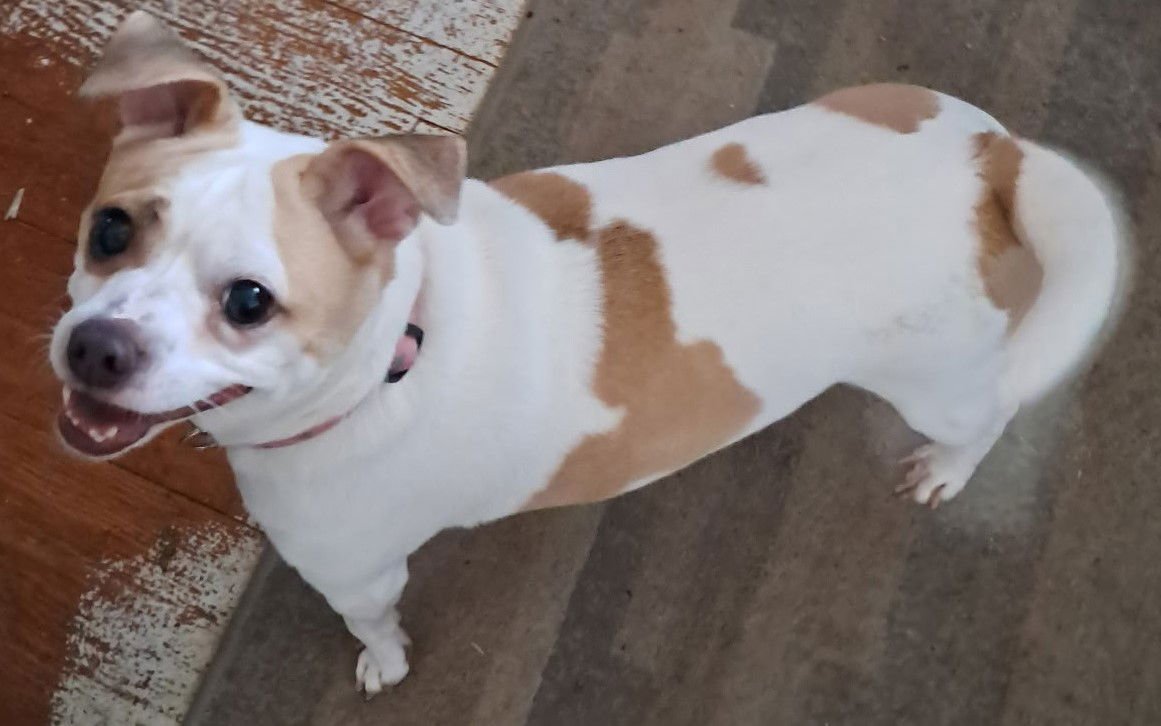 LAYLA - Chihuahua available for adoption