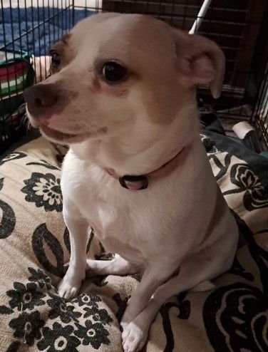 LAYLA - Chihuahua available for adoption