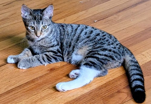 MATILDA - Domestic Short Hair available for adoption