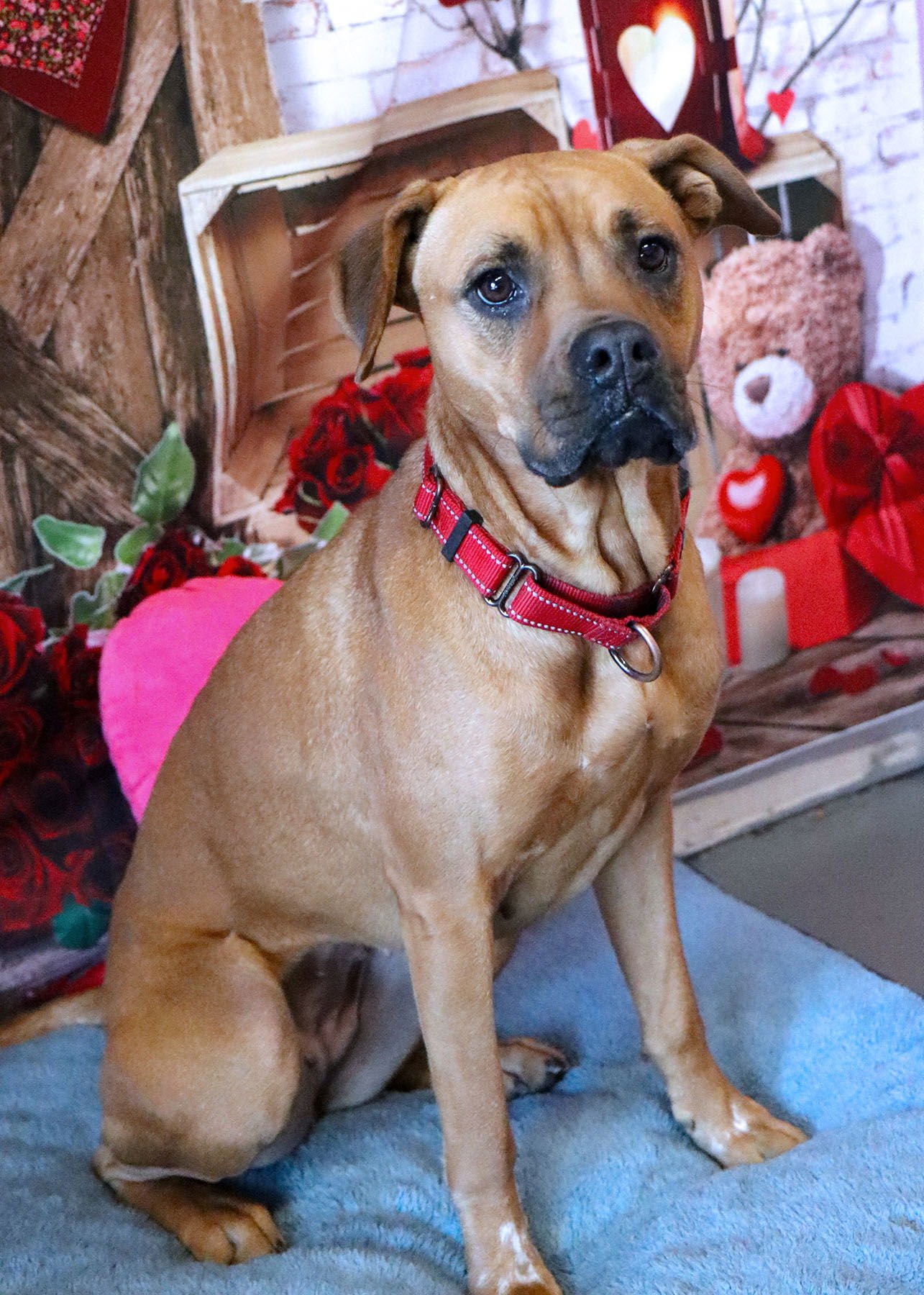 JACKIE - Boxer available for adoption