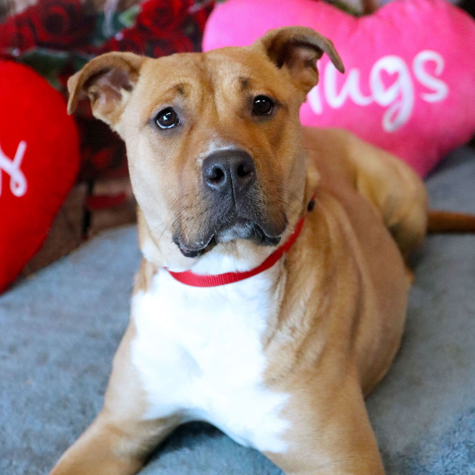 CLAIRE - Shar Pei / Boxer available for adoption