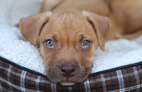 ZION - Boxer / Retriever for adoption in Overland Park