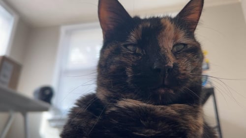 NORA *CL* - Tortoiseshell available for adoption