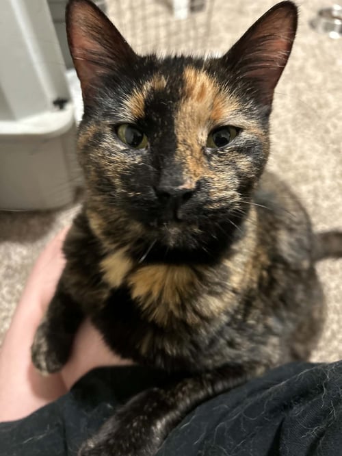 NORA *CL* - Tortoiseshell for adoption in Overland Park