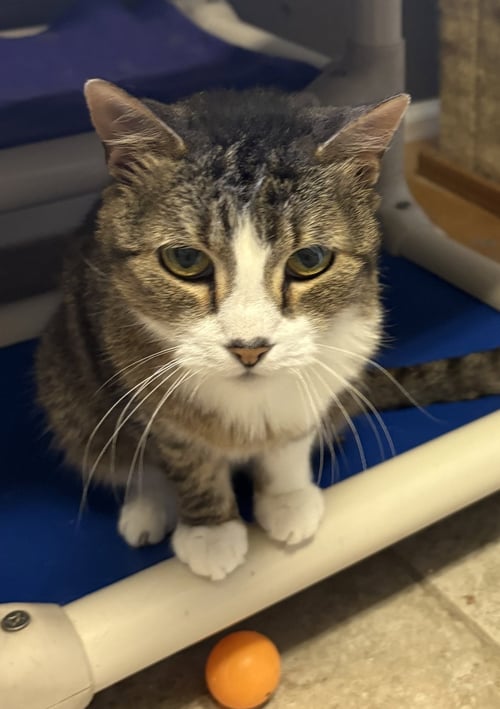 GILDA - Domestic Short Hair for adoption in Overland Park