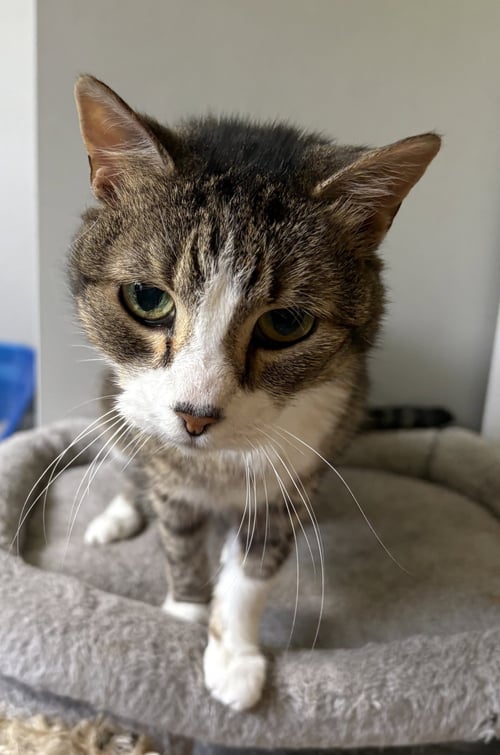 GILDA - Domestic Short Hair available for adoption