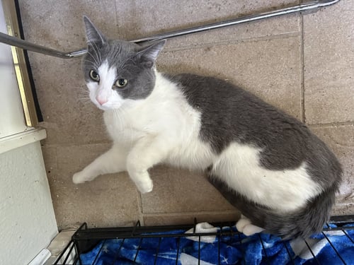 SPOT - Domestic Short Hair available for adoption