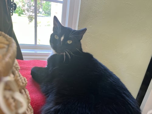 DUDE - Domestic Short Hair for adoption in Overland Park
