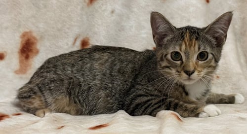 VIOLET - Domestic Short Hair available for adoption