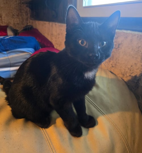 DOBIE - Domestic Short Hair available for adoption